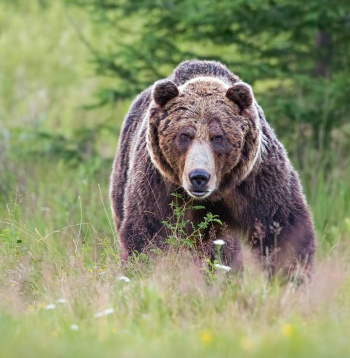 Lācis ir milzīgs, ļoti ātrs un ārkārtīgi izturīgs dzīvnieks. Pistole lāci neapturēs.
