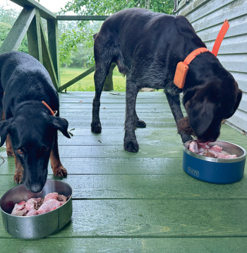 Iekšas – sirds, plaušas, nieres, diafragma, vēdera plēve, dažādi atgriezumi – ir ideāla izejviela suņu pārtikas pagatavošanai.