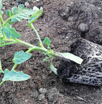 Ja stādi ir īsi, kompakti un ar labi attīstītu sakņu sistēmu, tie nav jāstāda slīpi.