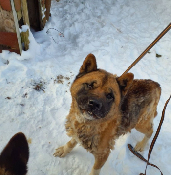 Pārtikas un veterinārais dienests no kādas saimniecības izņēmis 15 suņus un trīs kaķus.