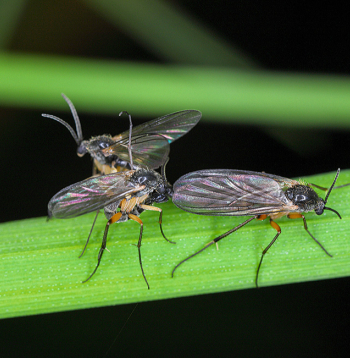 Gadā var attīstīties 3–4 trūdodiņu paaudzes.