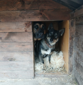 Siltākais risinājums dzīvniekiem ziemā.
