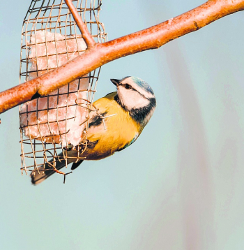 Zilzīlītei dos enerģiju nesālīts speķis. Lai to nenoēstu lielie putni, ēdamo der ielikt metāla sietā un iekarināt.