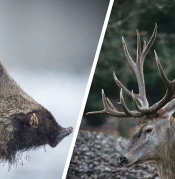 Pagarināta staltbriežu un mežacūku dzinējmedību sezona. Ilustratīvs attēls.