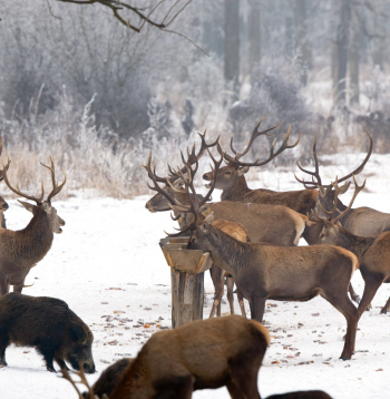 Brieži piebarošanas vietā.