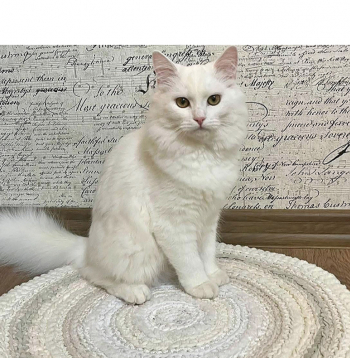 Tamborēts paklājiņš. Tamborēts paklājiņš.