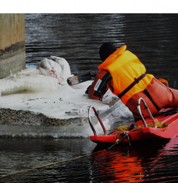 Gulbja glābšanas operācija Bolderājā.