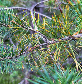 Ar Dothistroma spp. inficējušās priedes.