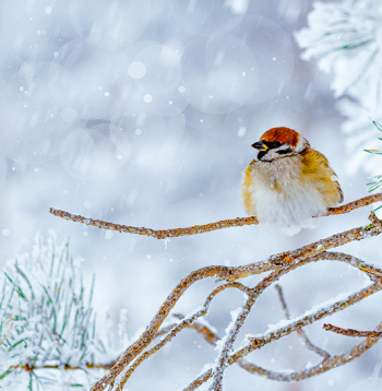 Ziemas laiks. Ziemas laiks.