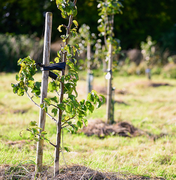 Attālums starp augļukokiem lielākoties atkarīgs no izmantotā potcelma.