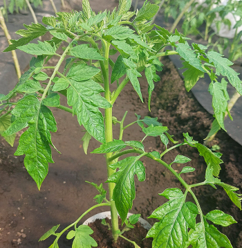 Labs tomātu stāds pirms izstādīšanas ir ar neizstīdzējušu stingru stublāju, 20–30 cm augsts, ar 6–8 īstajām lapām. Labs tomātu stāds pirms izstādīšanas ir ar neizstīdzējušu stingru stublāju, 20–30 cm augsts, ar 6–8 īstajām lapām.