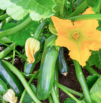 Ziedēšanas un augļu veidošanās laikā kabači noteikti jālaista.