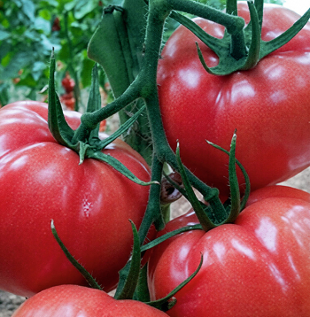 ‘Pink Panther F1’ – agri, ļoti garšīgi aveņkrāsas tomāti.