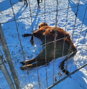 Pārtikas un veterinārais dienests Tabores pagastā no saimniecības izņem 95 liellopus.