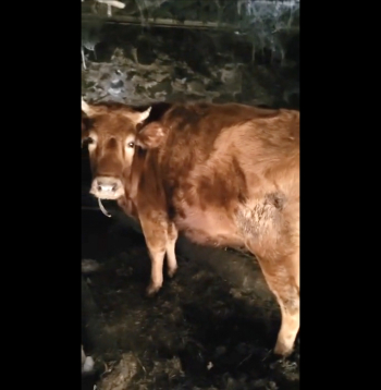 Pārtikas un veterinārais dienests no kādas saimniecības Augšdaugavas novada Tabores pagastā izņēmis 95 dažāda vecuma liellopus.