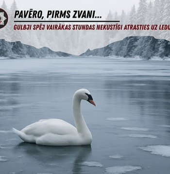 Valsts ugunsdzēsības un glābšanas dienests sociālajos tīklos raksta: "Tas, ka gulbis atrodas uz ūdenstilpes ledus, nenozīmē, ka viņš ir iesalis. Gulbji parasti tur vienkārši sēž. Aicinām – pirms zvana veikšanas uz 112, pavēro putnu! Gulbji spēj vairākas stundas nekustīgi atrasties uz ledus. Pavērojot putnu ilgāku laiku, visticamāk, pamanīsi, ka gulbis spēj kustēties. Uz 112 kontaktu centru zvani tikai tad, ja tam ir pamatots iemesls. Piemēram, gulbim ir redzams ievainojums. Ja rodas aizdomas, ka gulbis ir bezspēcīgā stāvoklī, tad vispirms zvani Latvijas savvaļas putnu palīdzības biedrībai "Drauga spārns" (tālr. 29420665) vai Latvijas Ornitoloģijas biedrībai (tālr. 67221580), lai konsultētos par savu novērojumu."