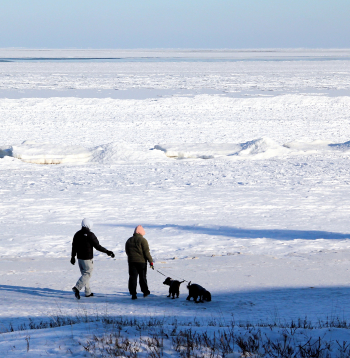 Cilvēki ar suņiem pludmalē ziemā. Ilustratīvs attēls.
