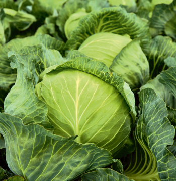 Kāpostu lauks. Ilustratīvs attēls. Kāpostu lauks. Ilustratīvs attēls.