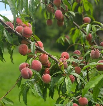 Jāizvēlas vietējiem apstākļiem piemērotas šķirnes.