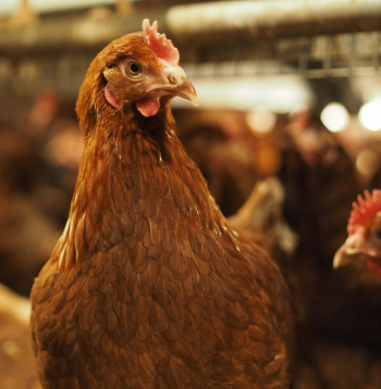 Vistas uzņēmuma kūtī. 