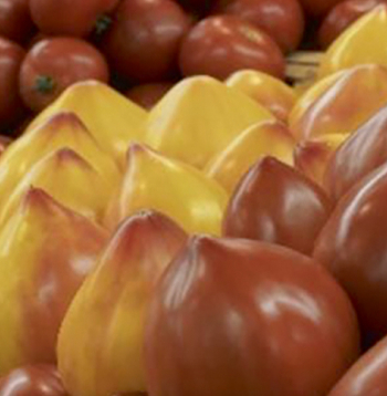 Jaunā tomātu šķirne 'Flamansun'.