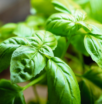 Klasiskais zaļais baziliks.