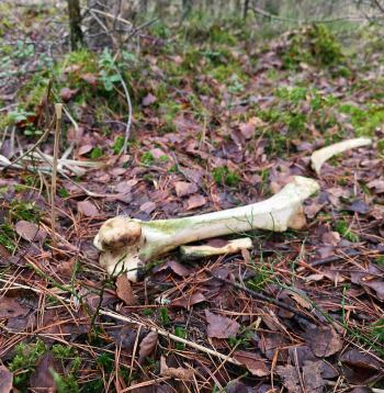 Mežā joprojām atrodami izmētāti brieža kauli.