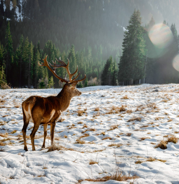 Problēmas ar staltbriedi ir aptuveni trešdaļā Latvijas teritorijas, taču citviet šādu problēmu nav.