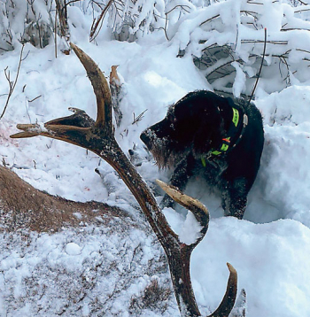 Bullis veiksmīgi atrasts un nomedīts.