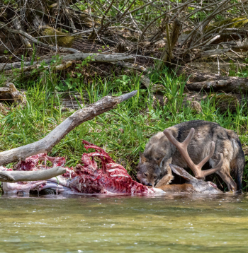 Vilka maltīte. Vilka maltīte.