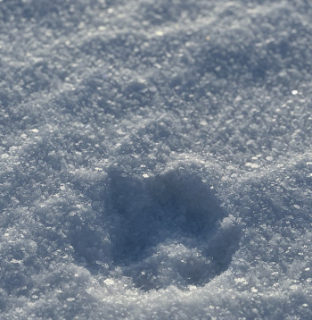 Vilka pēdu nospiedumi sniegā: vilks iet taisnā līnijā atšķirībā no suņa, kura pēdu josla ir zigzaga veidā.