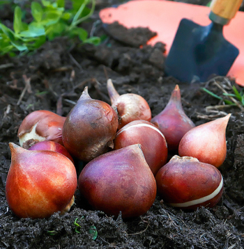 Pavasarī sīpolus stāda, tiklīdz augsne ir apstrādājama.