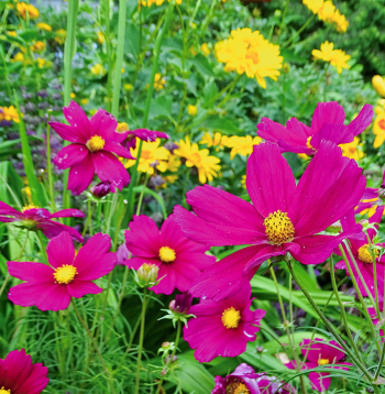 Kosmejas zied no vasaras vidus līdz pat rudenim.