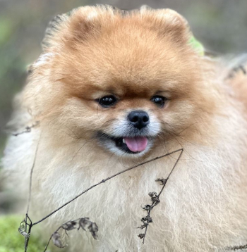 Smaidīgs, draudzīgs un vienmēr gatavs iepazīties ar jauniem draugiem – gan cilvēkiem, gan arī citiem suņiem.