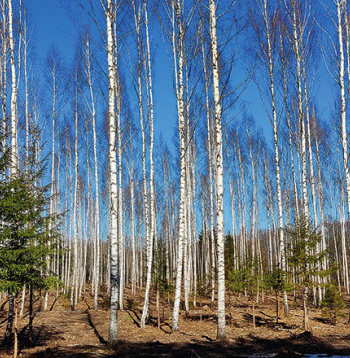 Dabiski atjaunojusies izkopta bērzu audze.