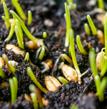 Vienas graudu šķirnes izveidei vajag 10 līdz 12 gadus, kopējiem naudas ieguldījumiem sasniedzot vienu miljonu eiro. Vienas graudu šķirnes izveidei vajag 10 līdz 12 gadus, kopējiem naudas ieguldījumiem sasniedzot vienu miljonu eiro.