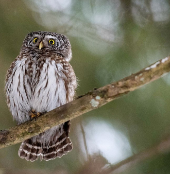 Latvijas mazākā pūce apodziņš ir mājas strazda lielumā. Atšķirībā no citām pūcēm tas medī krēslas stundās un dažkārt novērojams arī pie putnu barotavām.