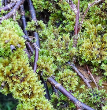 Spēcīgi saauguši ķērpji un sūnas traucē pumpuru attīstību.