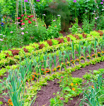 Pareizi ievērots attālums starp augiem ne tikai veicina veselīgu augšanu un ražas kvalitāti, bet ir arī viena no vienkāršākajām un dabiskākajām profilakses metodēm, kas palīdz novērst slimību un kaitēkļu uzliesmojumu. 