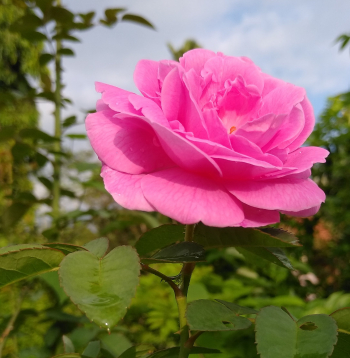 Augi aizsargājas pret slimībām un kaitēkļiem ne tikai ar audzētāja izvēlētajām metodēm, bet arī ar to, kādi gēni tiek pārmantoti.