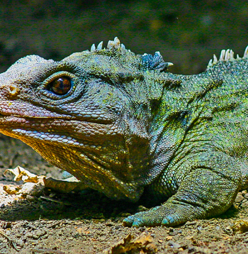 Jaunzēlandes knābjgalve – hatērija. Jaunzēlandes knābjgalve – hatērija.