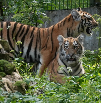 Amūras tīģeri. Ilustratīvs attēls.