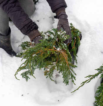 Ja zari joprojām nospiesti ar sniegu, vēlams to uzmanīgi nokratīt, lai novērstu turpmāku lūšanu.