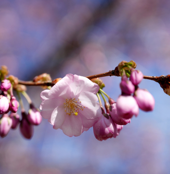 Ziedošas sakuras Uzvaras parkā.