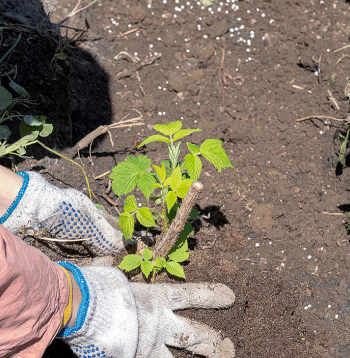 Rudens avenes vislabāk pārstādīt agri pavasarī.