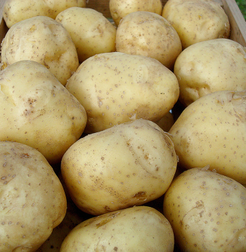 Šķirnei ‘Rigonda’ ir zems cietes saturs.