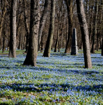 Zilsniedzītes Lielajos kapos, pavasaris.