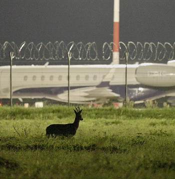 Filma dod iespēju nonākt lidostas pasažieriem slēgtajā un neredzamajā vidē, kur satiekas daba ar cilvēku radīto infrastruktūru.