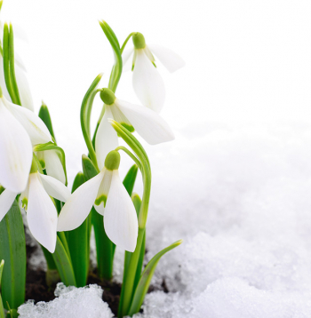 Pavasara laiks. Pavasara laiks.