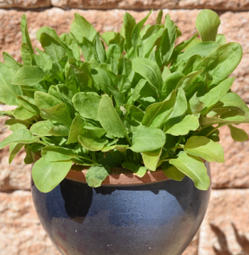 Skābenes var audzēt arī podos.